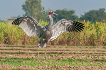 Sarus crane fluttering wings in the field