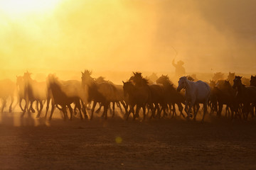 Yilki Horses Running in Field, Kayseri, Turkey