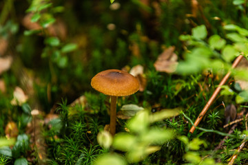 Mushrooms growing in the autumn forest. Nature scenery. Closeup