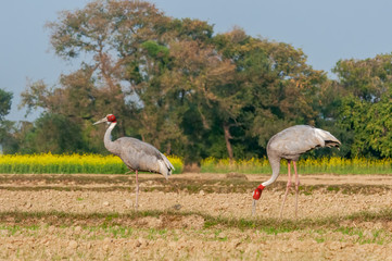 A couple of sarus crane in the field