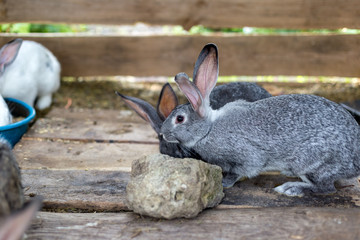 Breeding a group of rabbits in a small shed
