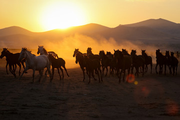 Fototapeta na wymiar Yilki Horses Running in Field, Kayseri, Turkey