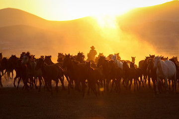 Yilki Horses Running in Field, Kayseri, Turkey