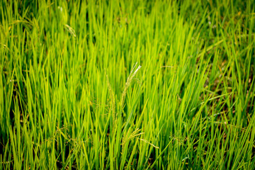 Green rice field, agriculture nature background concept