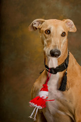 Portrait of a greyhound with Christmas pendant on his neck