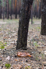 Brown plastic bottle on the ground in a pine forest.