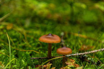 Mushrooms growing in the autumn forest. Nature scenery. Closeup