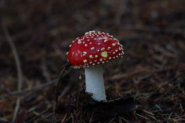 Amanite tue-mouche champignon rouge et blanc automne.