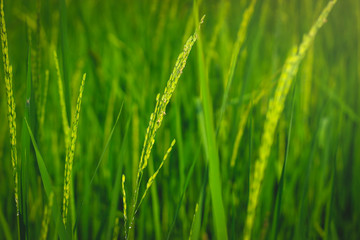 Green rice field, agriculture nature background concept