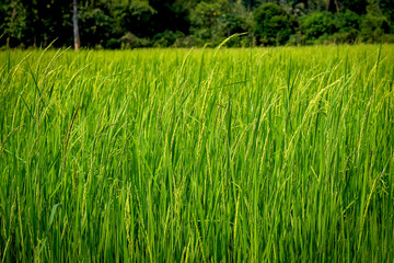 Fototapeta premium Green rice field, agriculture nature background concept