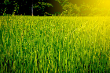 Naklejka na ściany i meble Green rice field, agriculture nature background concept