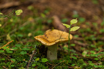 Mushrooms growing in the autumn forest. Nature scenery. Closeup