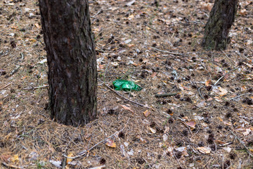 Green plastic bottle on the ground in a pine forest.
