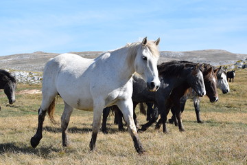 Obraz premium herd of horses in field
