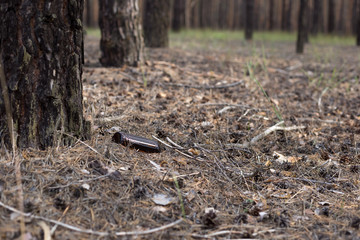 Brown glass bottle on the ground in a pine forest.