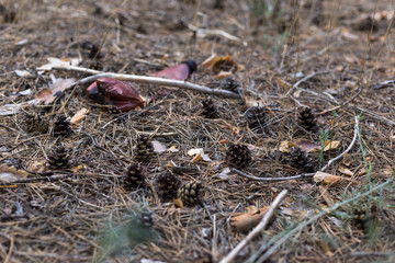 Brown plastic bottle on the ground in a pine forest.