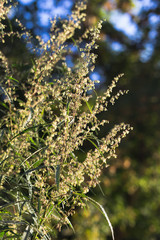 A cannabis plant, a marijuana bush in the countryside