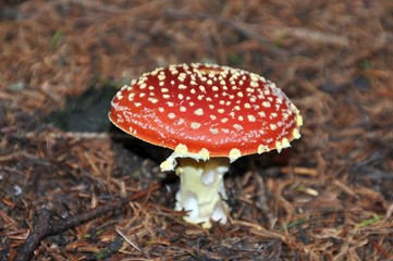 Fliegenpilz