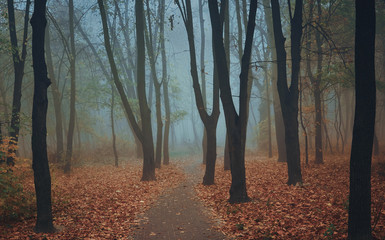 foggy autumn forest with tree trunks