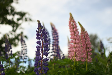 Finnish Flowers