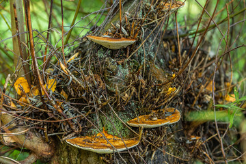 Mushrooms growing on a old stump in the autumn forest. Nature scenery. Closeup