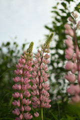 Simple Pink Lupine