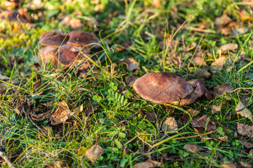 Mushrooms growing in the autumn forest. Nature scenery. Closeup
