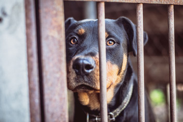 Rottweiler in an old aviary. Toned, style photo