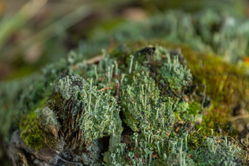 Old tree stump covered with moss in the forest, beautiful landscape, closeup