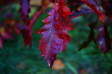 jesień w lesie,kolory jesieni rosa