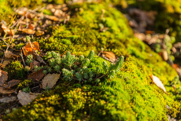 Bright green moss on the old tree trunk. Visible all the particles in the moss in the bright rays of the sun