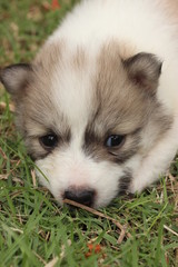 Puppy (Thai Bang Kaew) 11