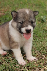 Puppy (Thai Bang Kaew) 9