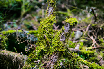 Old tree branch covered with moss in the forest, beautiful landscape, closeup