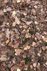Dark leaves autumn background for design