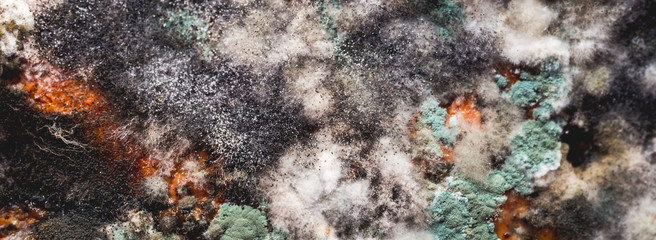 Pumpkin covered with mold and fungus. Texture background for designers