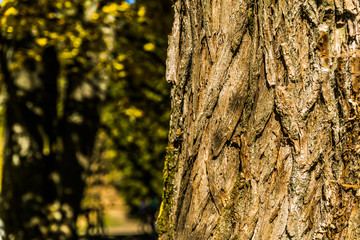 Obraz premium Base of old tree with cracks and loosening bark. Closeup. Nature scenery