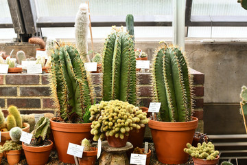Cacti at the botanical gardens