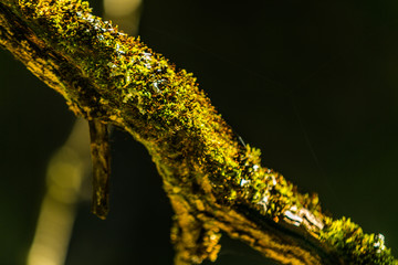 Old tree branch covered with moss in the forest, beautiful landscape, closeup