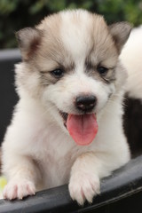 Puppy (Thai Bang Kaew) 1