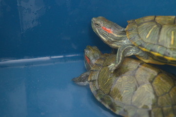 The turtles are at the aquarium