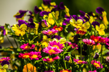 Beautiful colorful flower in the garden. In spring.Nature scenery. Closeup