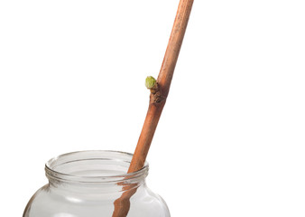 The process of growing grapes saplings from the vine.