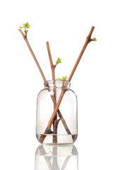 The process of growing grapes saplings from the vine.