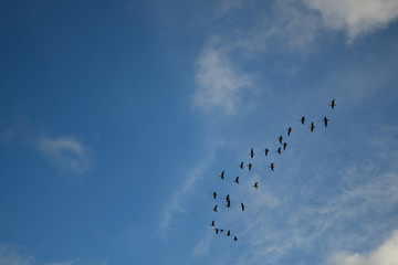 Birds flying south