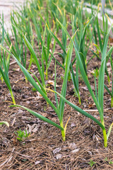 Young garlic in the garden mulching needles with cones
