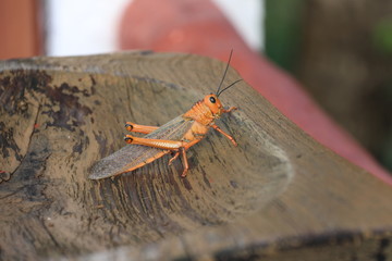 Saltamontes
