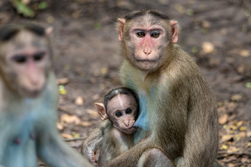 A Portrait of The Rhesus Macaque Mother Monkey Feeding her Baby and showing emotions