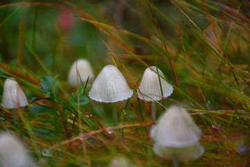 Mini Mushrooms