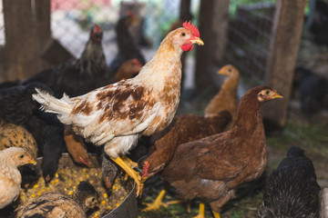 Chickens on the farm. Toned, style, color photo